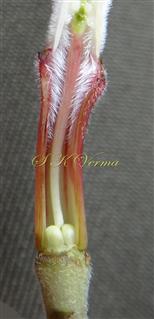  Pistil